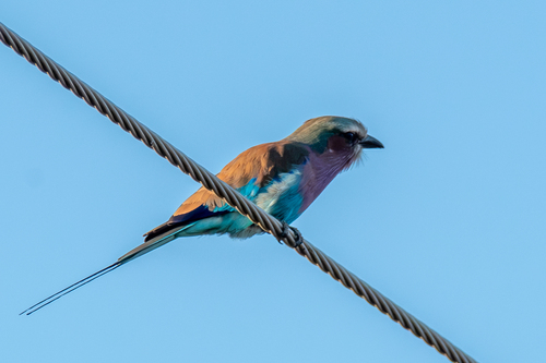 Lilac-breasted Roller