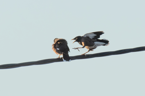 Common Myna