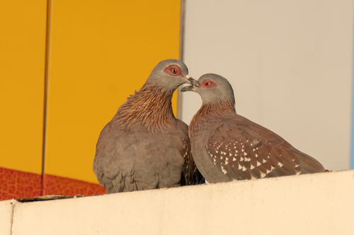 Speckled Pigeon