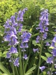 Hyacinthoides