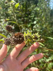 author not stated, no rights reserved Helianthus resinosus, photograph author not stated, no rights reserved