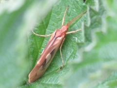 Limnephilus rhombicus