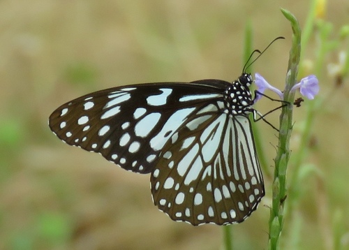 Blue Tiger