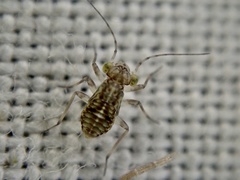 Mesopsocus
