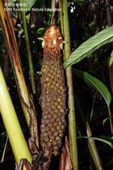 Plagiostachys crocydocalyx
