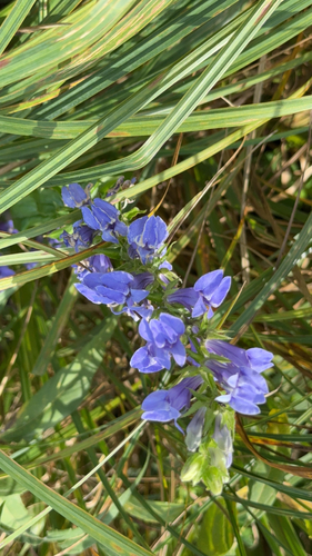 great blue lobelia
