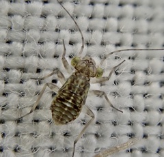 Mesopsocus