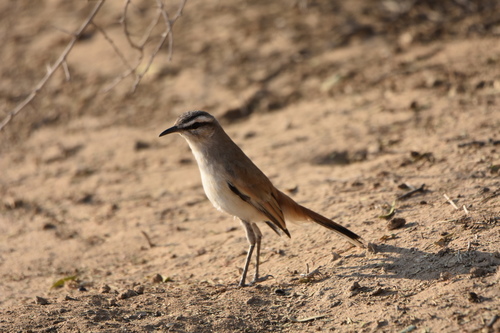 Kalahari Scrub-Robin (Cercotrichas paena)