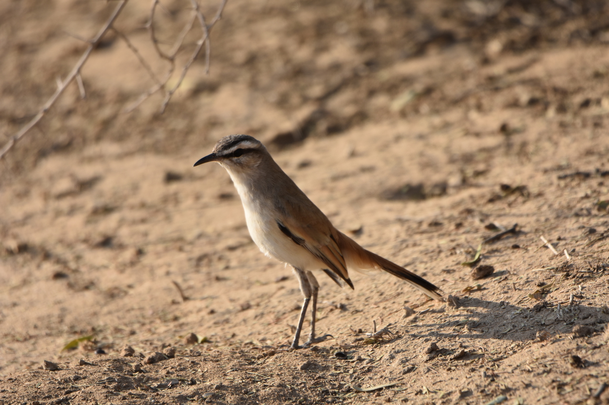 Kalahari Scrub Robin illustration