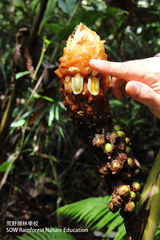 Plagiostachys crocydocalyx