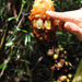 Plagiostachys - Photo (c) SOW Rainforest Nature Education, some rights reserved (CC BY-NC), uploaded by SOW Rainforest Nature Education