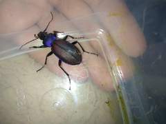 Carabus schoenherri