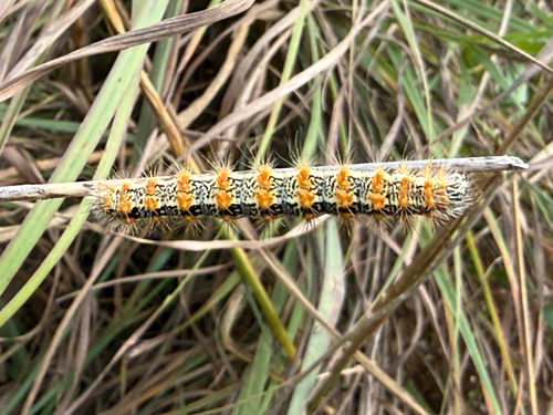 Marsh Dagger