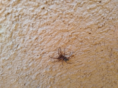 Herpyllus propinquus