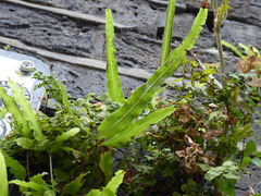 Pteris cretica, photograph (c) jamie-aa, some rights reserved (CC BY)