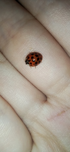 Asian Lady Beetle