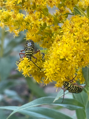 Locust borer