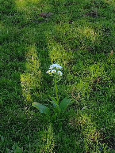 Senecio bonariensis, photograph 5