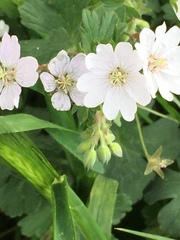 Geranium pyrenaicum