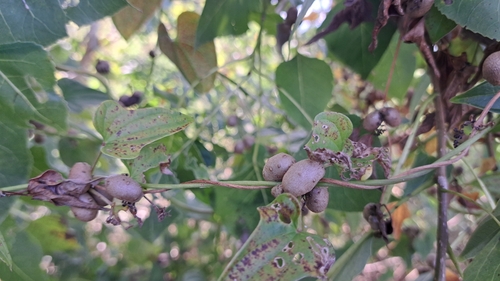 Dioscorea polystachya, photograph 4
