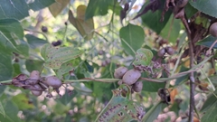 author not stated, no rights reserved Dioscorea polystachya, photograph author not stated, no rights reserved