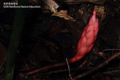 Zingiber acuminatum borneense