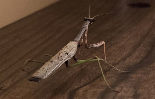 Carolina Mantis