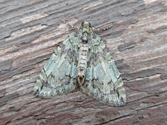 Hydriomena transfigurata