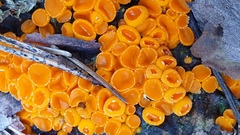 Byssonectria terrestris