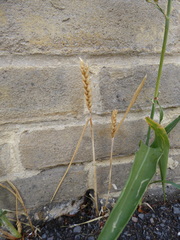 (c) jamie-aa, some rights reserved (CC BY) Triticum aestivum, photograph (c) jamie-aa, some rights reserved (CC BY)