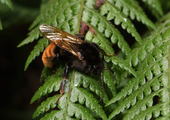 Bombus bicoloratus