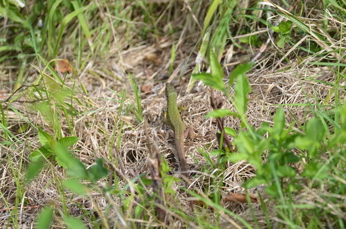 Green Lizard