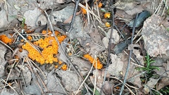 Byssonectria terrestris