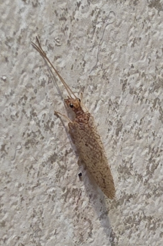Micromus subanticus