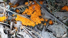 Byssonectria terrestris