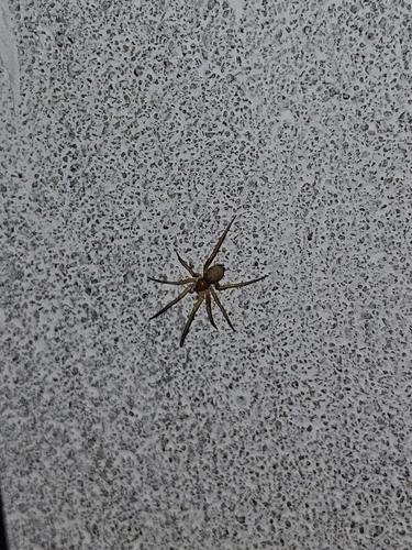 Zimiris doriae