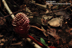 Zingiber longipedunculatum