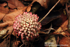 Zingiber longipedunculatum