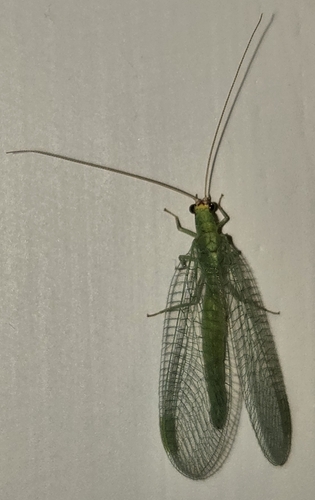 Chrysopa oculata