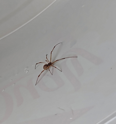 Brown Widow