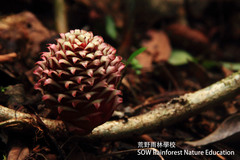 Zingiber longipedunculatum