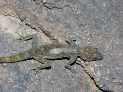 Ptyodactylus togoensis