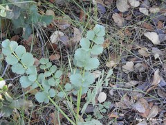 Pimpinella villosa
