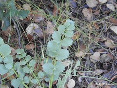 Pimpinella villosa