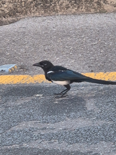 Oriental Magpie
