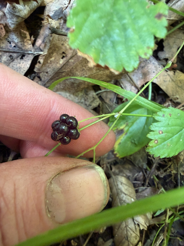 Rubus hispidus, photograph 2