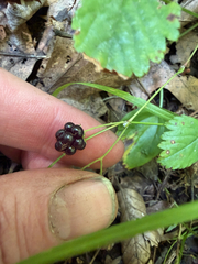 (c) naturalist charlie, some rights reserved (CC BY) Rubus hispidus, photograph (c) naturalist charlie, some rights reserved (CC BY)