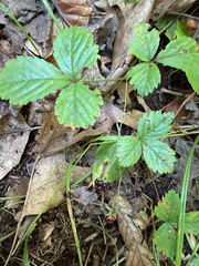 Rubus hispidus