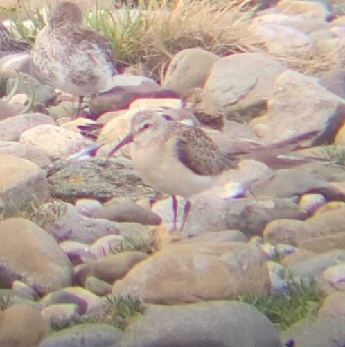 iNaturalist image