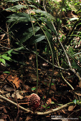 Zingiber longipedunculatum